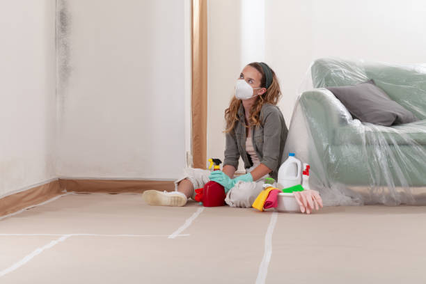 Reliable Basement Mold Remediation contractor in Glendale, KY by WQB Mold Removal